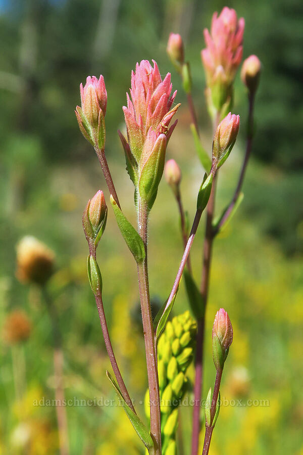 Siskiyou paintbrush (Castilleja elata (Castilleja miniata ssp. elata)) [Wimer Road, Rogue River-Siskiyou National Forest, Josephine County, Oregon]