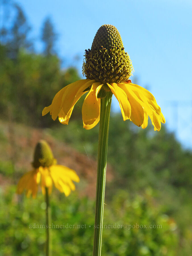 waxy coneflower (Rudbeckia glaucescens (Rudbeckia californica var. glauca)) [Wimer Road, Rogue River-Siskiyou National Forest, Josephine County, Oregon]