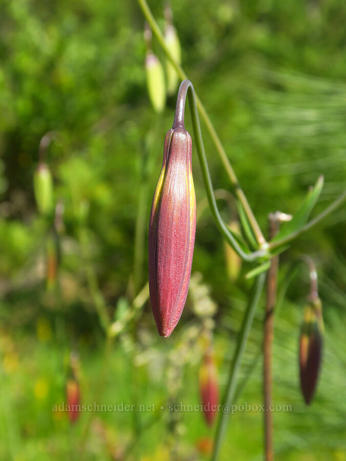 Vollmer's leopard lily, budding (Lilium pardalinum ssp. vollmeri) [Wimer Road, Rogue River-Siskiyou National Forest, Josephine County, Oregon]