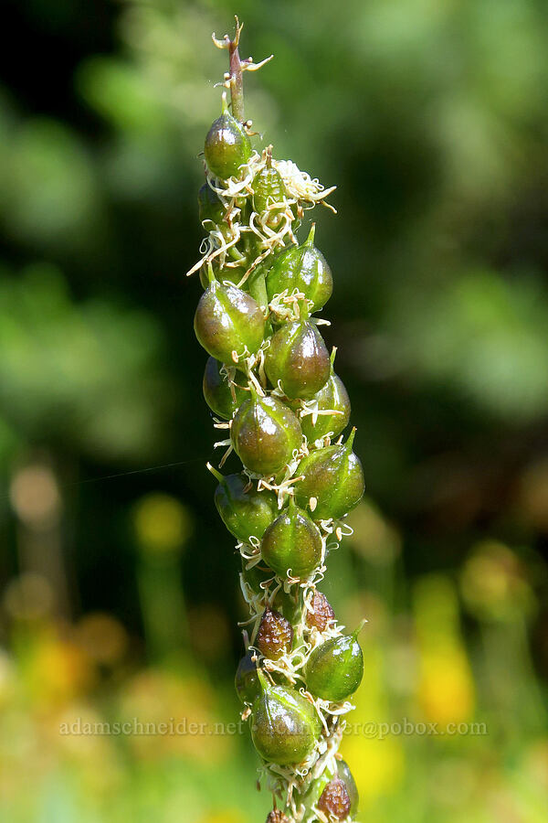 serpentine rush-lily, going to seed (Hastingsia serpentinicola (Hastingsia alba)) [Wimer Road, Rogue River-Siskiyou National Forest, Josephine County, Oregon]