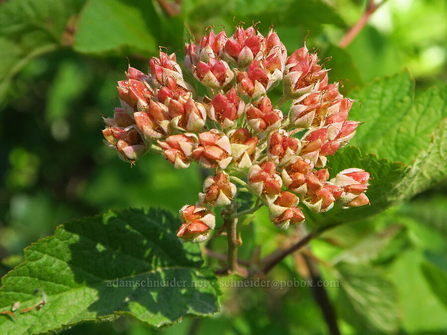 Pacific nine-bark, going to seed (Physocarpus capitatus) [Wimer Road, Rogue River-Siskiyou National Forest, Josephine County, Oregon]