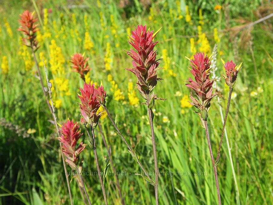 Siskiyou paintbrush (Castilleja elata (Castilleja miniata ssp. elata)) [Wimer Road, Rogue River-Siskiyou National Forest, Josephine County, Oregon]