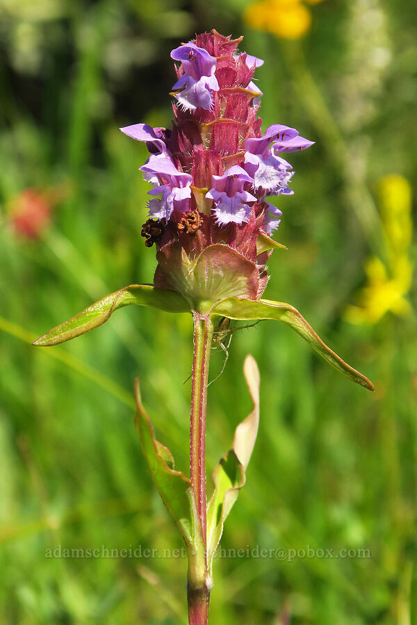 self-heal (Prunella vulgaris) [Wimer Road, Rogue River-Siskiyou National Forest, Josephine County, Oregon]