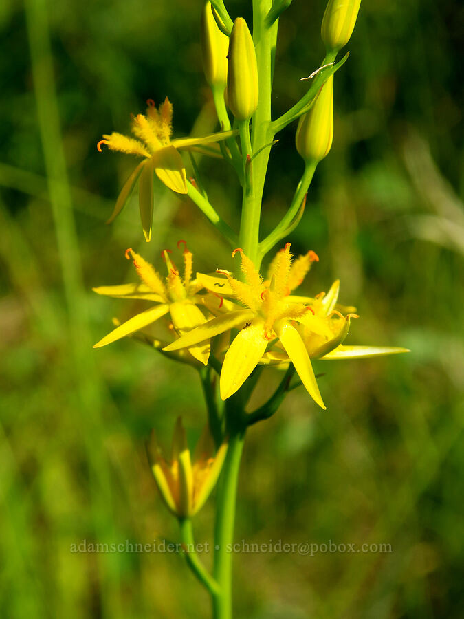 California bog asphodel (Narthecium californicum) [Whiskey Creek Fen, Rogue River-Siskiyou National Forest, Josephine County, Oregon]