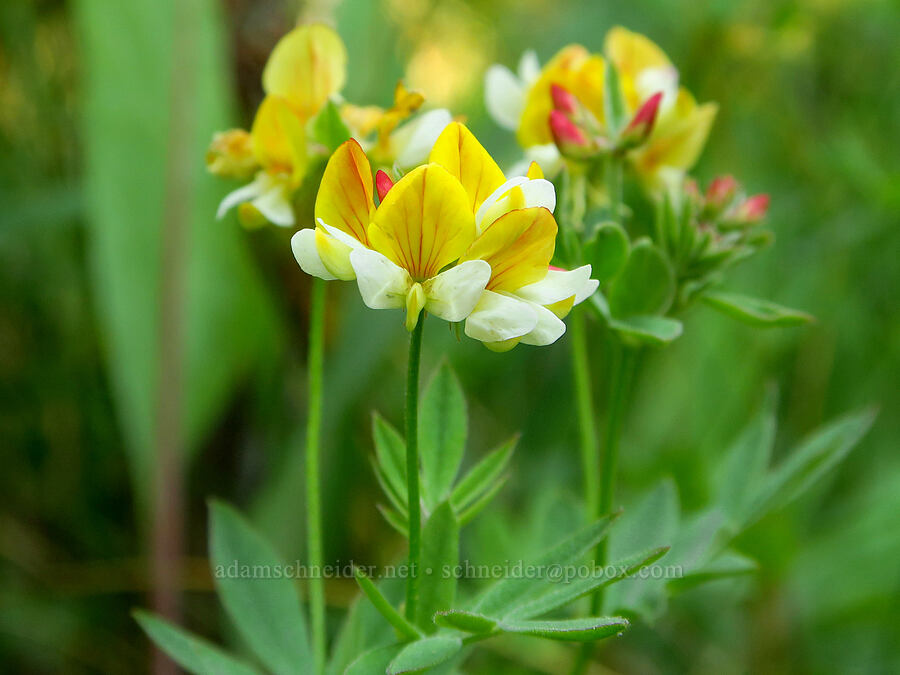 streambank bird's-foot trefoil (Hosackia oblongifolia (Lotus oblongifolius)) [Whiskey Creek Fen, Rogue River-Siskiyou National Forest, Josephine County, Oregon]