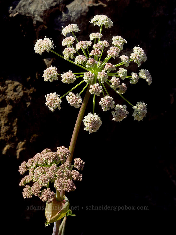 sharp-tooth angelica (Angelica arguta) [Wimer Road, Rogue River-Siskiyou National Forest, Josephine County, Oregon]