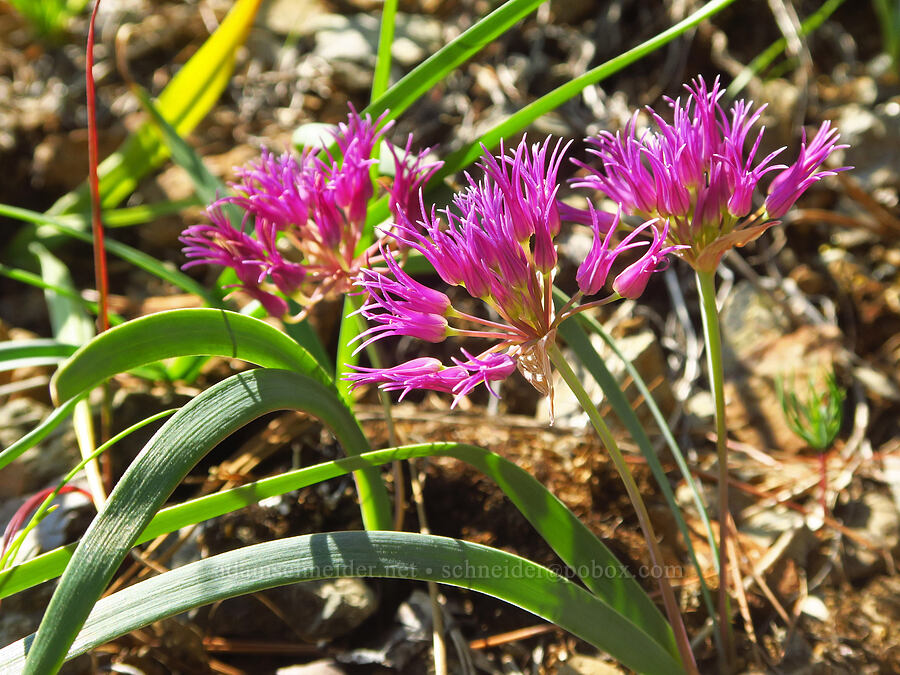 sickle-leaf onion (Allium falcifolium) [Wimer Road, Rogue River-Siskiyou National Forest, Josephine County, Oregon]