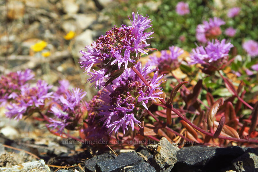 coyote mint (Monardella odoratissima ssp. glauca) [Wimer Road, Rogue River-Siskiyou National Forest, Josephine County, Oregon]
