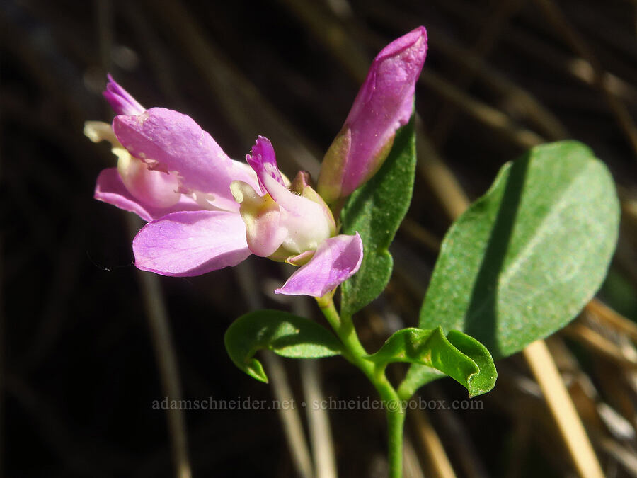 California milkwort (Polygala californica (Rhinotropis californica)) [Wimer Road, Rogue River-Siskiyou National Forest, Josephine County, Oregon]