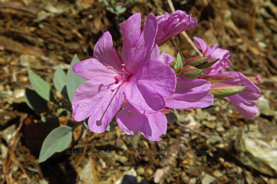 stiff willow-herb (Epilobium rigidum) [Wimer Road, Rogue River-Siskiyou National Forest, Josephine County, Oregon]