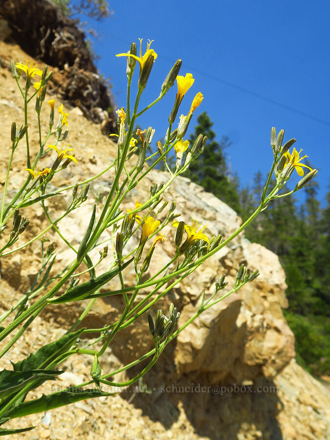 naked-stemmed hawksbeard (Crepis pleurocarpa) [Wimer Road, Rogue River-Siskiyou National Forest, Josephine County, Oregon]