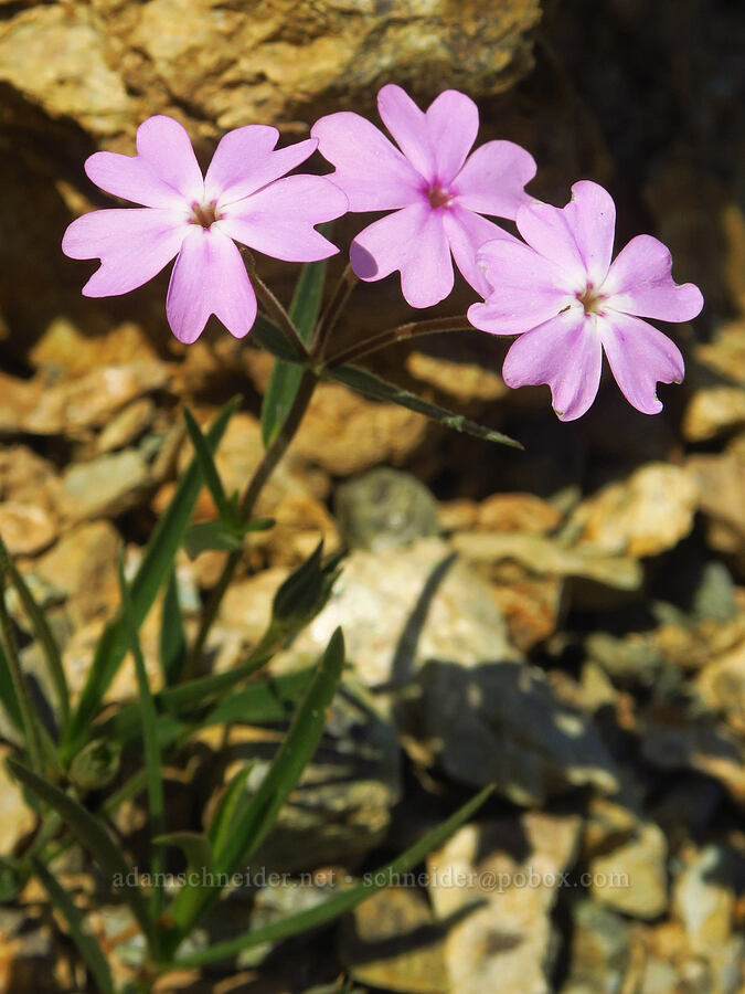 showy phlox (Phlox speciosa) [Wimer Road, Rogue River-Siskiyou National Forest, Josephine County, Oregon]