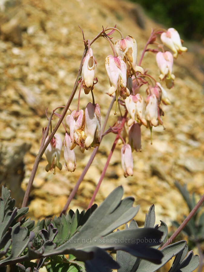 white bleeding hearts (Dicentra formosa ssp. oregana (Dicentra oregana)) [Wimer Road, Rogue River-Siskiyou National Forest, Josephine County, Oregon]