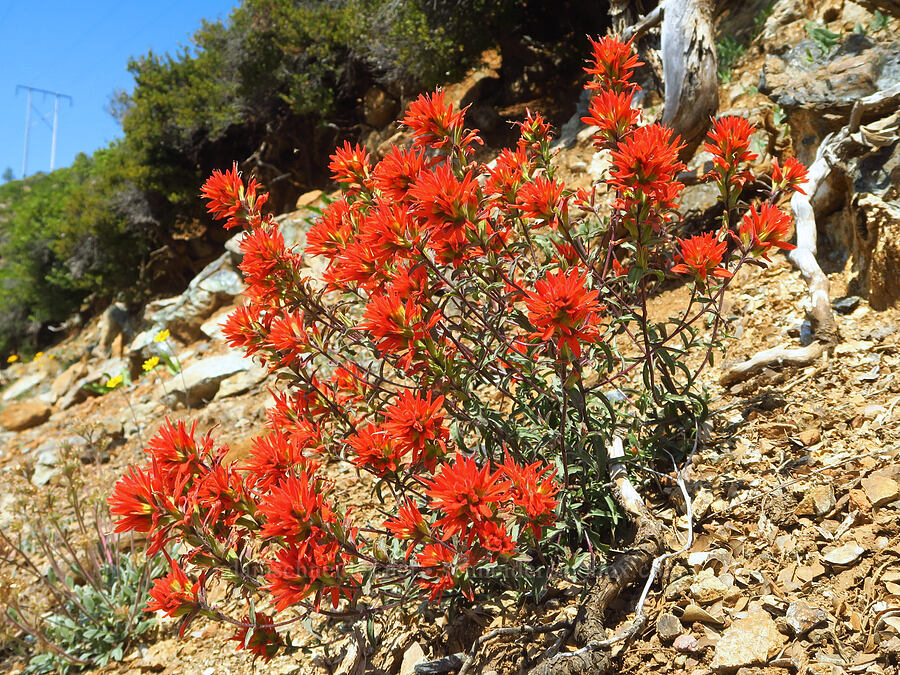 paintbrush (Castilleja sp.) [Wimer Road, Rogue River-Siskiyou National Forest, Josephine County, Oregon]