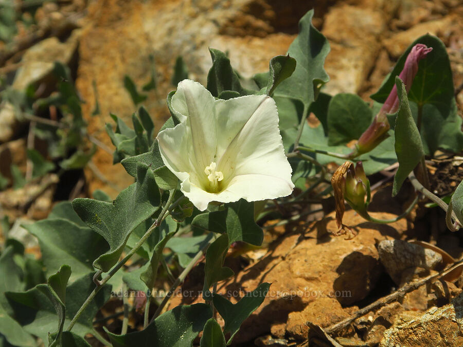 western morning-glory (Calystegia occidentalis ssp. occidentalis) [Wimer Road, Rogue River-Siskiyou National Forest, Josephine County, Oregon]