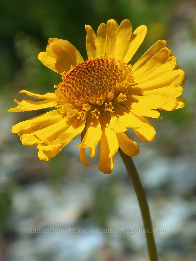 Bigelow's sneezeweed (Helenium bigelovii) [Wimer Road, Rogue River-Siskiyou National Forest, Josephine County, Oregon]
