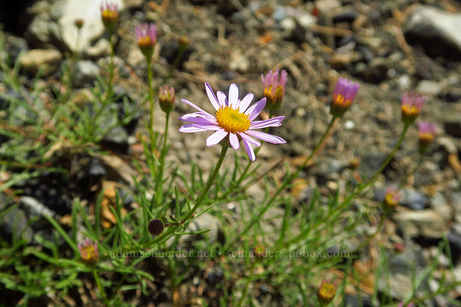 leafy fleabane (Erigeron foliosus) [Wimer Road, Rogue River-Siskiyou National Forest, Josephine County, Oregon]
