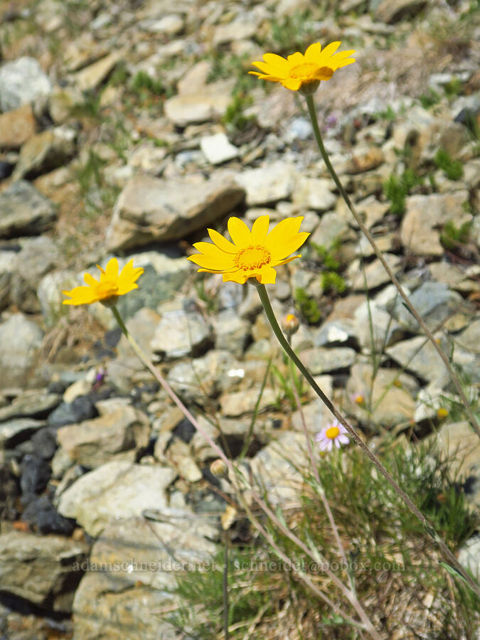 Oregon sunshine (Eriophyllum lanatum) [Wimer Road, Rogue River-Siskiyou National Forest, Josephine County, Oregon]