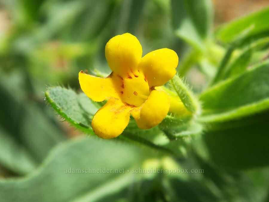 California puccoon (Lithospermum californicum) [Wimer Road, Rogue River-Siskiyou National Forest, Josephine County, Oregon]