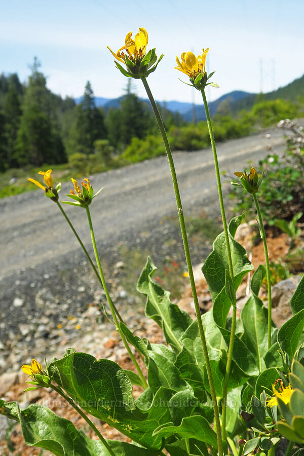 balsamroot (Balsamorhiza deltoidea) [Wimer Road, Rogue River-Siskiyou National Forest, Josephine County, Oregon]
