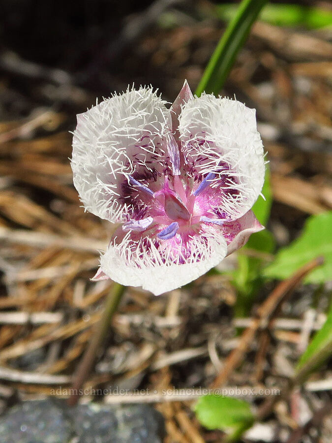 elegant mariposa lily (Calochortus elegans var. nanus) [Wimer Road, Rogue River-Siskiyou National Forest, Josephine County, Oregon]
