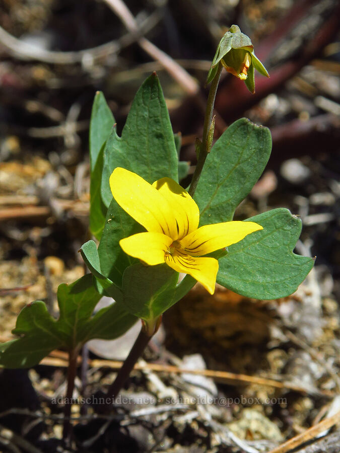 pine violet (Viola lobata) [Wimer Road, Rogue River-Siskiyou National Forest, Josephine County, Oregon]