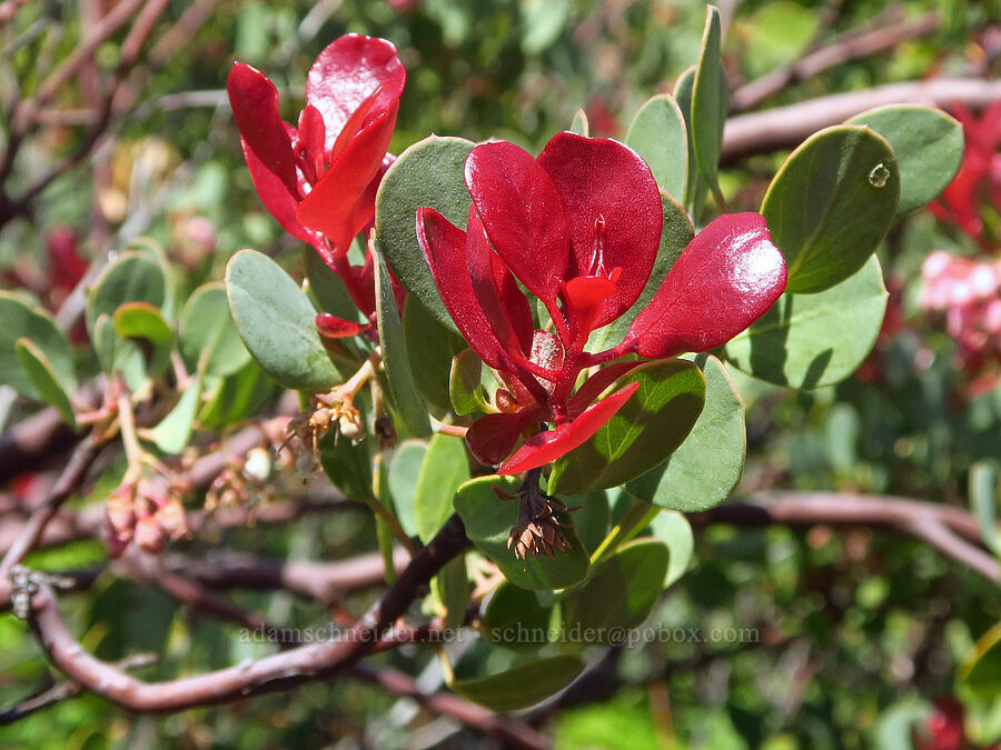manzanita leaves with a fungal infection (Arctostaphylos sp., Exobasidium sp.) [Wimer Road, Rogue River-Siskiyou National Forest, Curry County, Oregon]