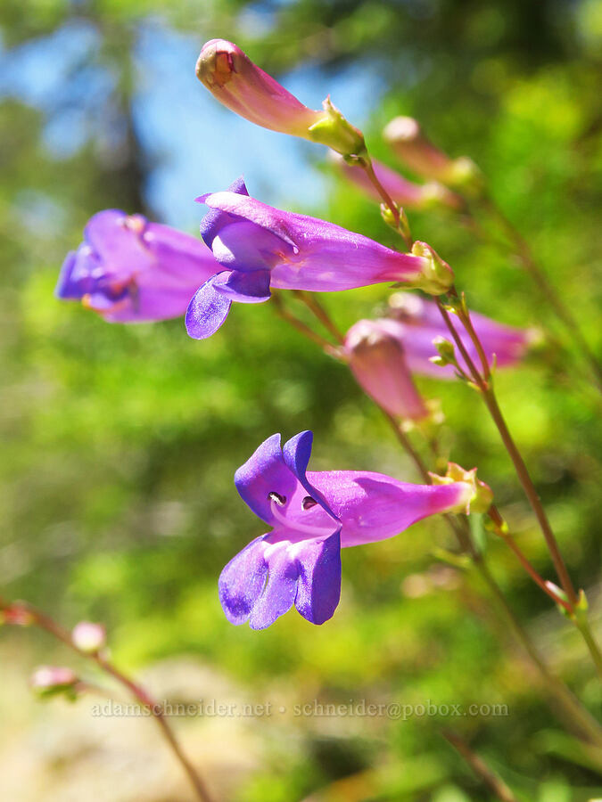 azure penstemon (Penstemon azureus) [Wimer Road, Rogue River-Siskiyou National Forest, Curry County, Oregon]