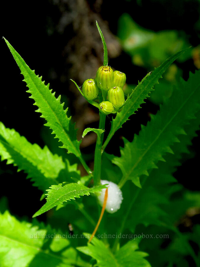 arrow-leaf groundsel, budding (Senecio triangularis) [County Road 315, Six Rivers National Forest, Del Norte County, California]