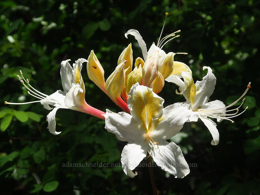 western azalea (Rhododendron occidentale) [County Road 315, Six Rivers National Forest, Del Norte County, California]