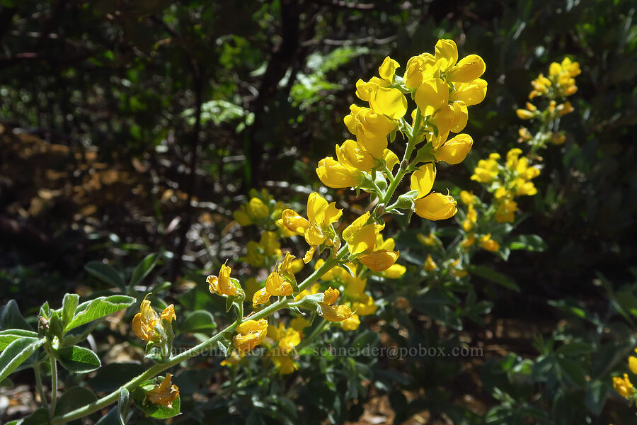 slender golden-banner (Thermopsis gracilis) [County Road 315, Six Rivers National Forest, Del Norte County, California]