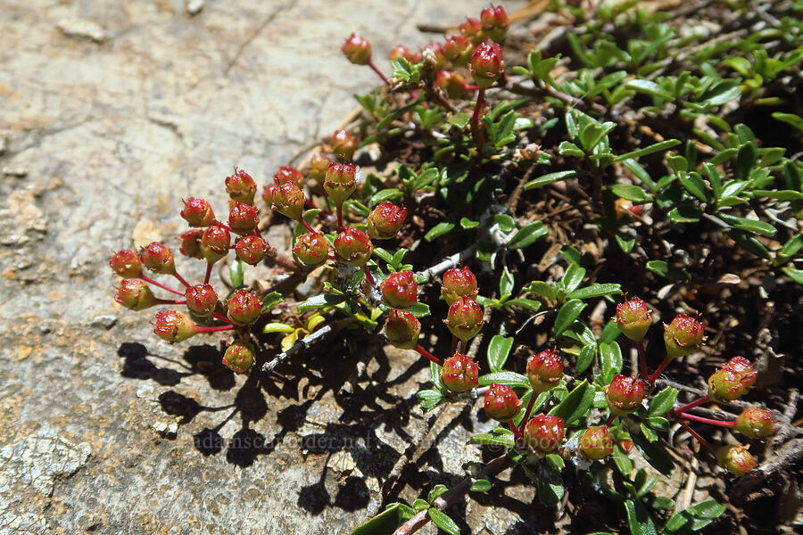 Siskiyou mat fruits (Ceanothus pumilus) [County Road 315, Six Rivers National Forest, Del Norte County, California]
