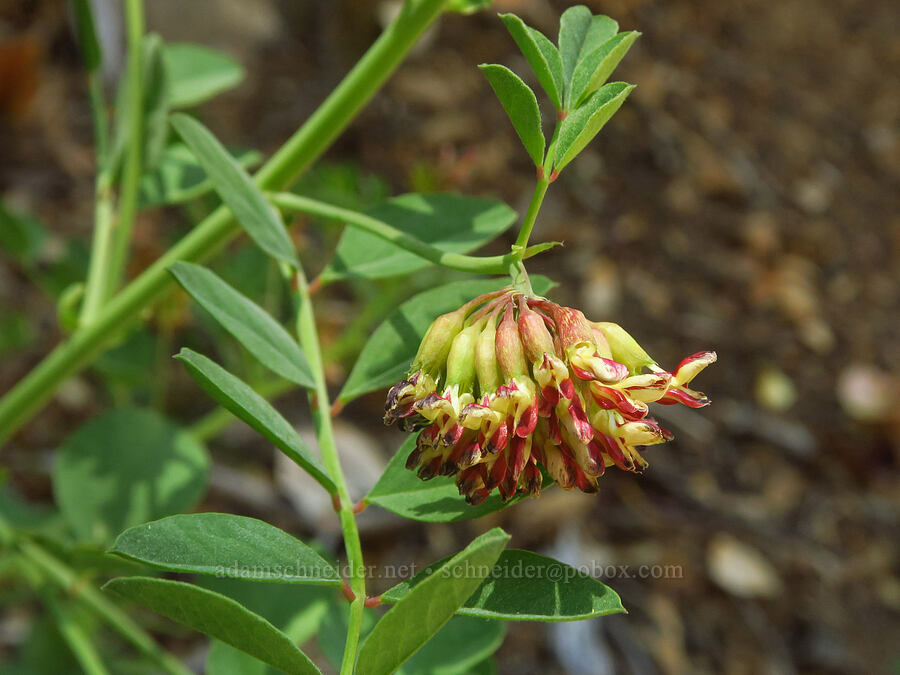 big deer-vetch (Hosackia crassifolia (Lotus crassifolius)) [County Road 315, Six Rivers National Forest, Del Norte County, California]