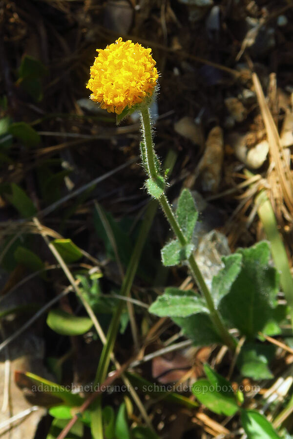 Klamath arnica (Arnica spathulata) [County Road 315, Six Rivers National Forest, Del Norte County, California]