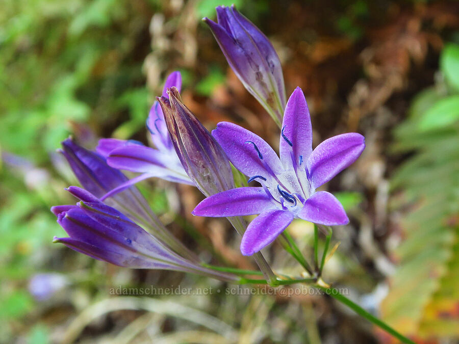 Bridges' brodiaea (Triteleia bridgesii (Brodiaea bridgesii)) [County Road 315, Six Rivers National Forest, Del Norte County, California]
