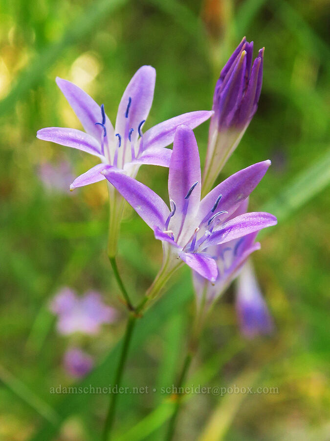 Bridges' brodiaea (Triteleia bridgesii (Brodiaea bridgesii)) [County Road 315, Six Rivers National Forest, Del Norte County, California]