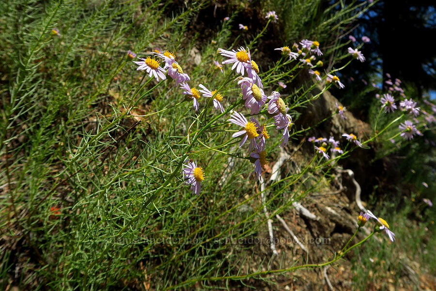 leafy fleabane (Erigeron foliosus) [U.S. Highway 199, Six Rivers National Forest, Del Norte County, California]