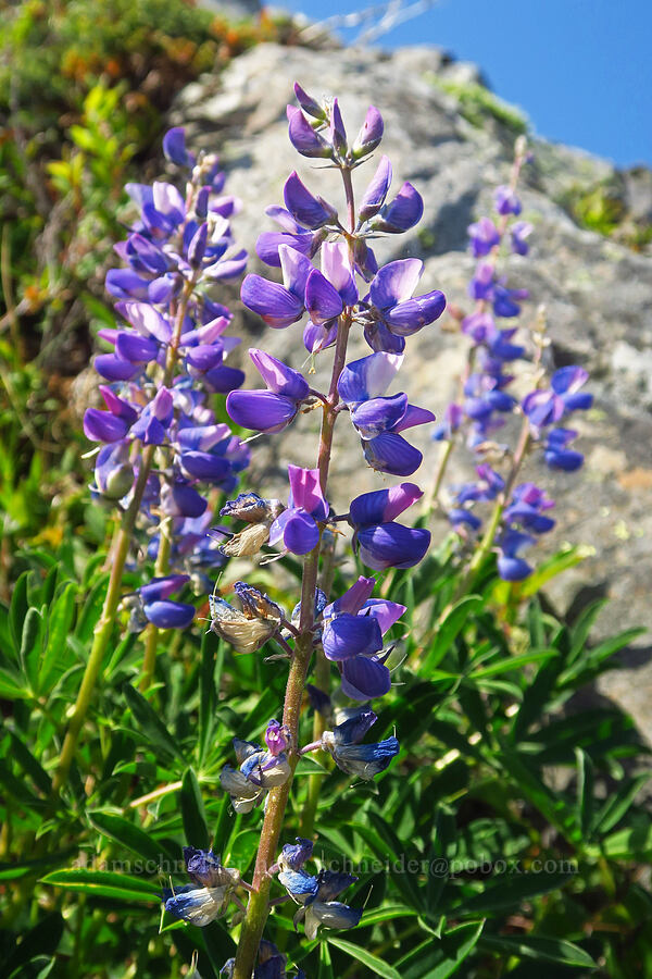 broad-leaf lupine (Lupinus latifolius) [Blue Mountain, Olympic National Park, Clallam County, Washington]