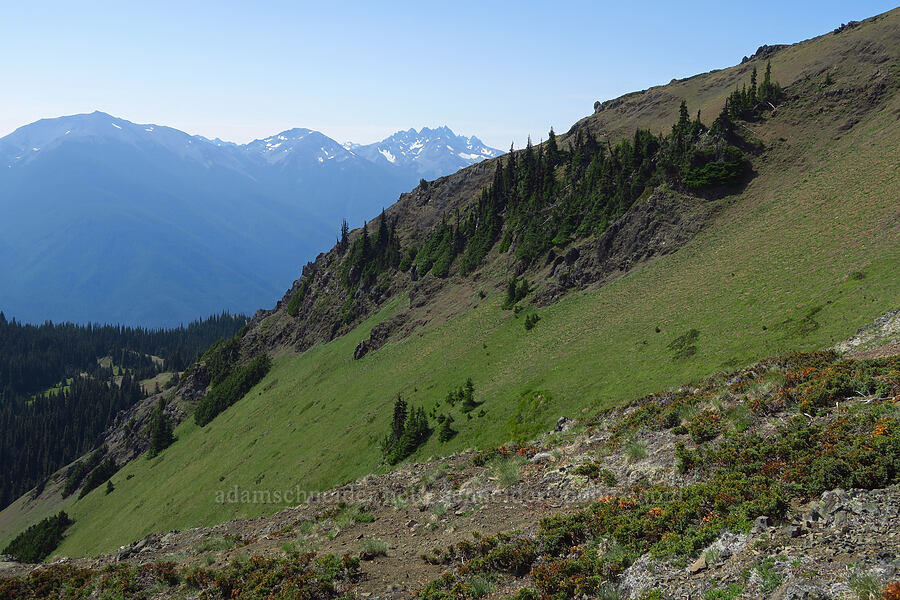 east side of Blue Mountain [Blue Mountain, Olympic National Park, Clallam County, Washington]