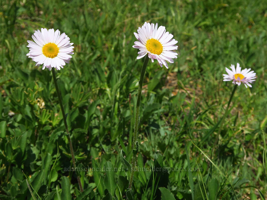 subalpine fleabane (Erigeron glacialis var. glacialis) [Blue Mountain, Olympic National Park, Clallam County, Washington]