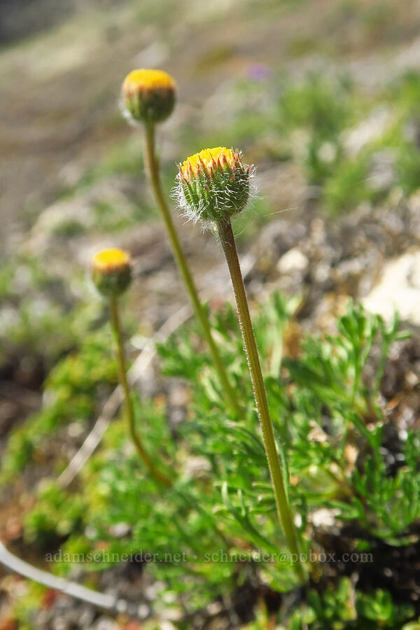 cut-leaf fleabane (Erigeron compositus) [Blue Mountain, Olympic National Park, Clallam County, Washington]