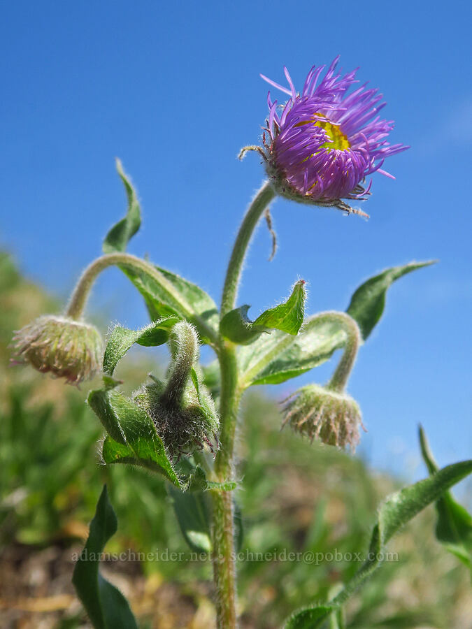 three-nerve fleabane (Erigeron subtrinervis) [Blue Mountain, Olympic National Park, Clallam County, Washington]