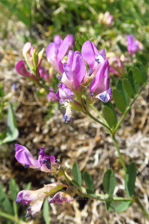 American vetch (Vicia americana) [Blue Mountain, Olympic National Park, Clallam County, Washington]