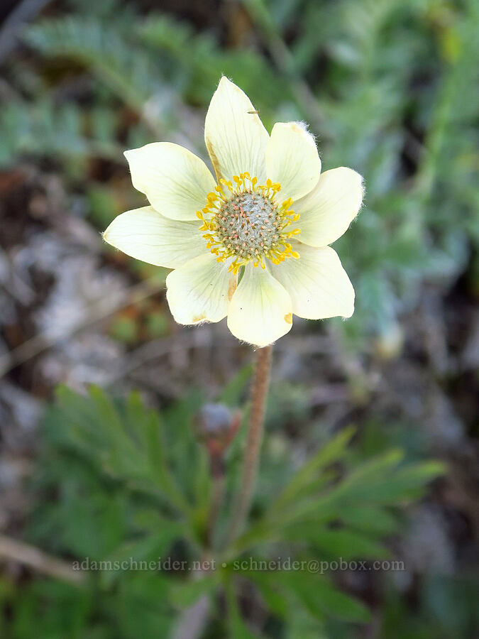 cut-leaf anemone (Anemone multifida) [Blue Mountain, Olympic National Park, Clallam County, Washington]