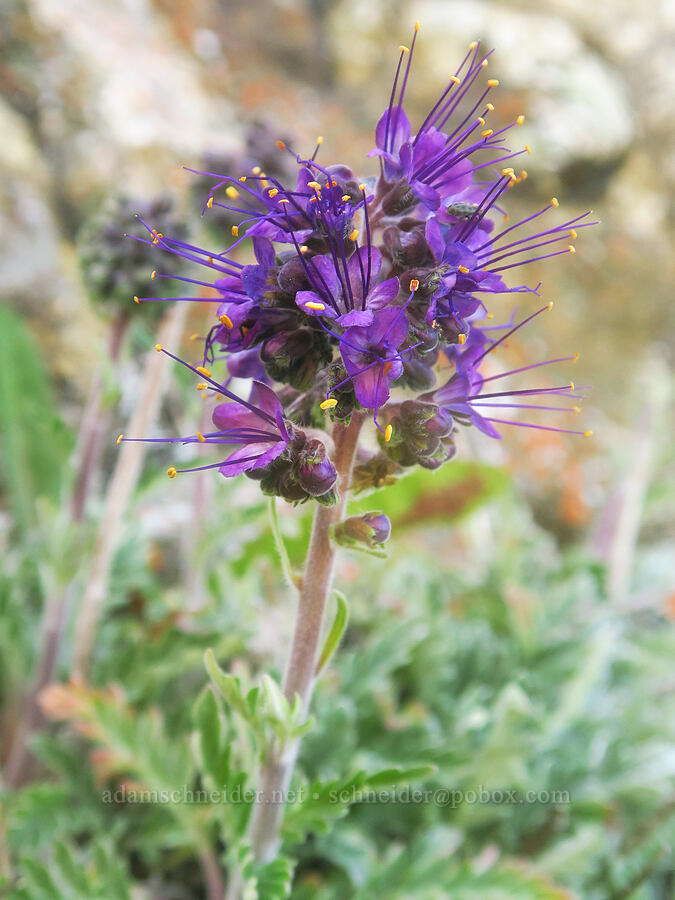 silky phacelia (Phacelia sericea) [Blue Mountain, Olympic National Park, Clallam County, Washington]
