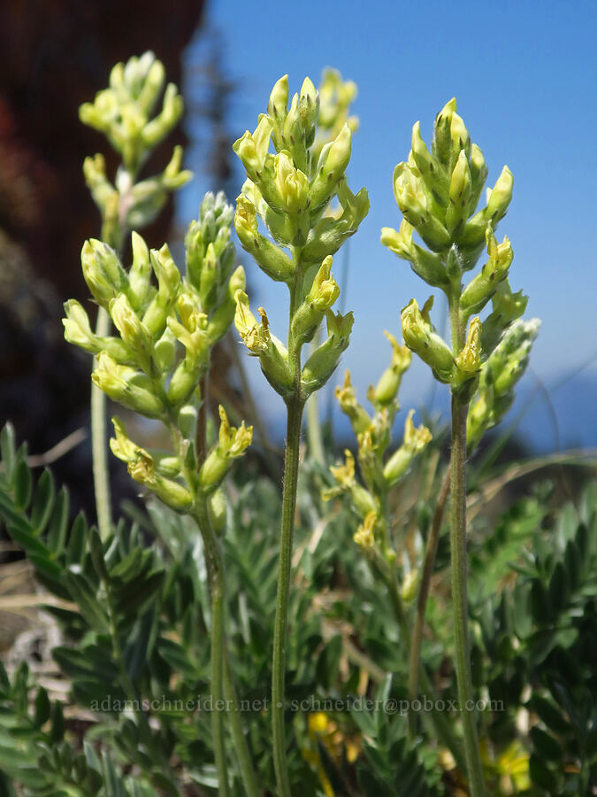 yellow locoweed (Oxytropis campestris var. spicata (Oxytropis monticola)) [Blue Mountain, Olympic National Park, Clallam County, Washington]