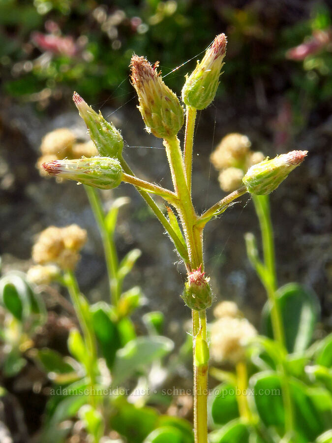 racemose pussy-toes (female flowers) (Antennaria racemosa) [Blue Mountain, Olympic National Park, Clallam County, Washington]