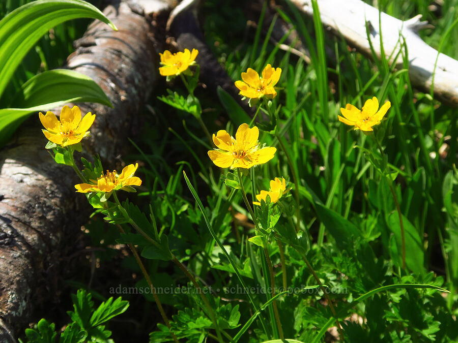 fan-leaf cinqufoil (Potentilla flabellifolia) [Blue Mountain, Olympic National Park, Clallam County, Washington]