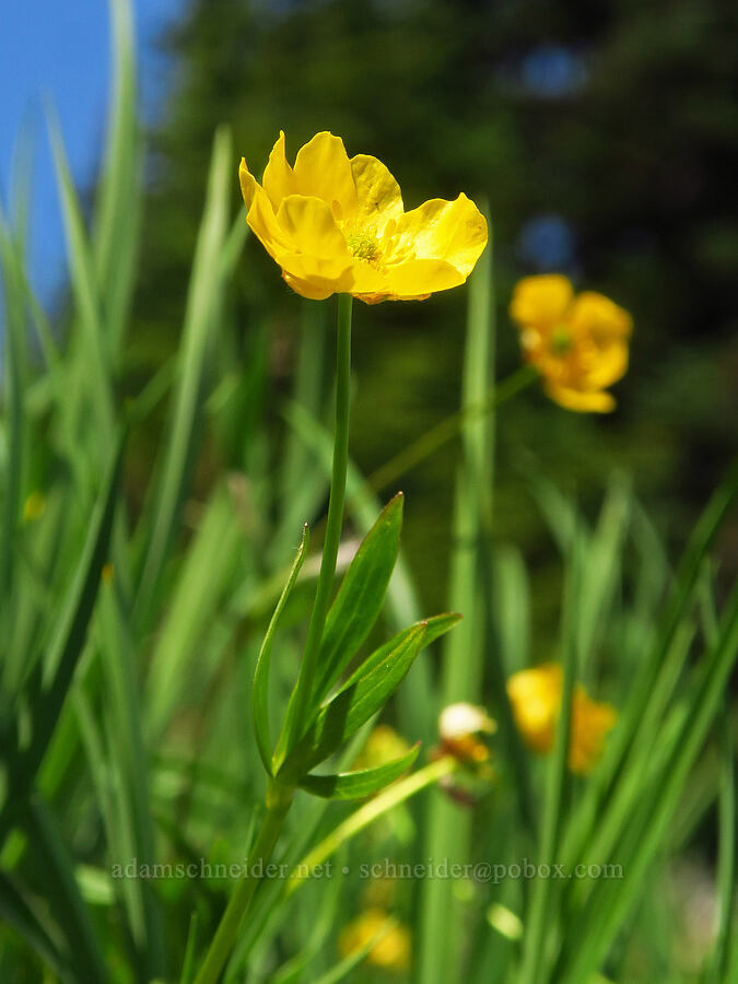 snow buttercup (Ranunculus eschscholtzii) [Blue Mountain, Olympic National Park, Clallam County, Washington]