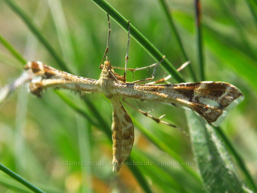 artichoke plume moth (Platyptilia carduidactylus) [Blue Mountain, Olympic National Park, Clallam County, Washington]